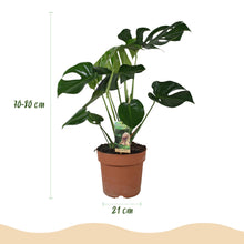 Kamerplant - Monstera Deliciosa - Pot Ø 21cm Hoogte ↕ 70-80cm