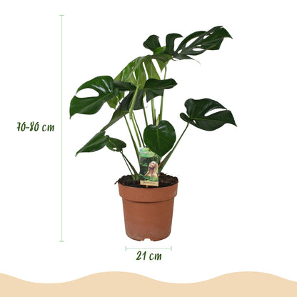 Kamerplant - Monstera Deliciosa - Pot Ø 21cm Hoogte ↕ 70-80cm