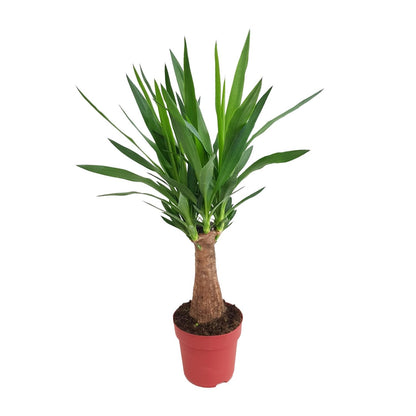 Kamerplant - Yucca Maya Tree - Pot Ø 19cm Hoogte ↕ 80cm