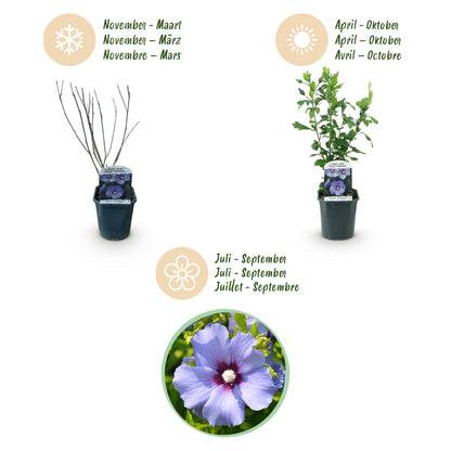 Buitenplant - Hibiscus syriacus 'Oiseau Blue' - Bloeiend - Pot Ø 17cm Hoogte ↕ 45cm