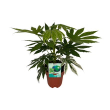 Kamerplant - Fatsia Japonica Variegata - Pot Ø 19cm Hoogte ↕ 60cm