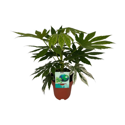 Kamerplant - Fatsia Japonica Variegata - Pot Ø 19cm Hoogte ↕ 60cm