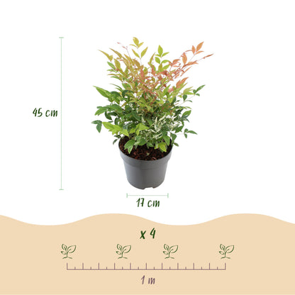 Buitenplant - Nandina 'Twilight' - Groenblijvend - Pot Ø 17cm Hoogte ↕ 45cm