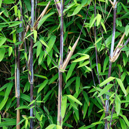 Buitenplant 2x Fargesia Black Dragon - Bladhoudend - Pot Ø 14cm Hoogte ↕ 35cm