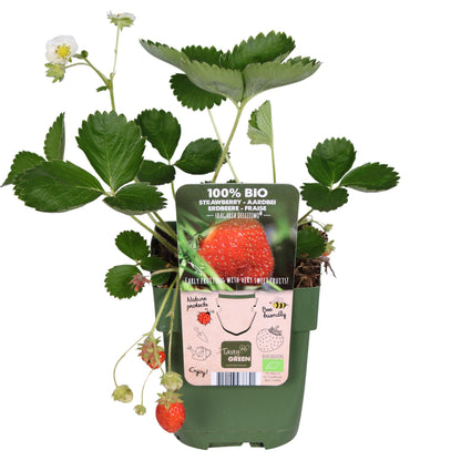 Buitenplant - Fragaria x ananassa 'Delizzimo' - Aardbei - Pot Ø 13cm Hoogte ↕ 45cm