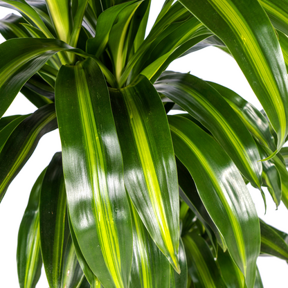 Kamerplant - Dracaena Deremensis Hawaiian Sunshine - Pot Ø 21cm Hoogte ↕ 90-110cm
