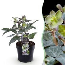 Buitenplant - Helleborus sternii 'Silver Dollar' - Bloeiend - Pot Ø 14cm Hoogte ↕ 35cm
