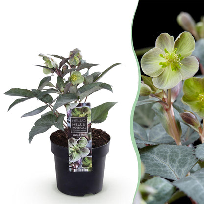 Buitenplant - Helleborus sternii 'Silver Dollar' - Bloeiend - Pot Ø 14cm Hoogte ↕ 35cm