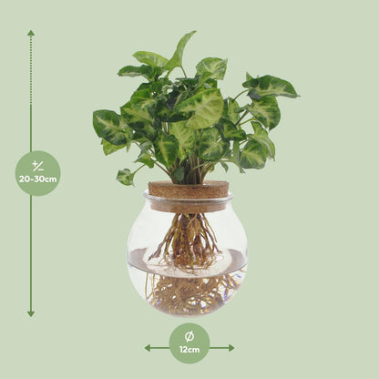 Kamerplant - Syngonium Pixie - Pot Ø 12cm Hoogte ↕ 30cm