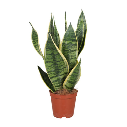 Kamerplant - Sansevieria Trifasciata Futura Superba - Luchtzuiverend - Pot Ø 12cm Hoogte ↕ 40cm