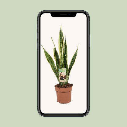 Kamerplant - Sansevieria Trifasciata Laurentii - Luchtzuiverend - Pot Ø 17cm Hoogte ↕ 60cm