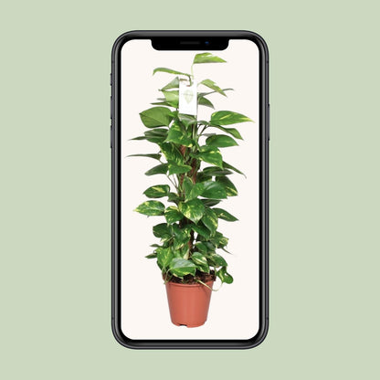 Kamerplant - Epipremnum Pinnatum op Mosstok - Pot Ø 19cm Hoogte ↕ 80cm