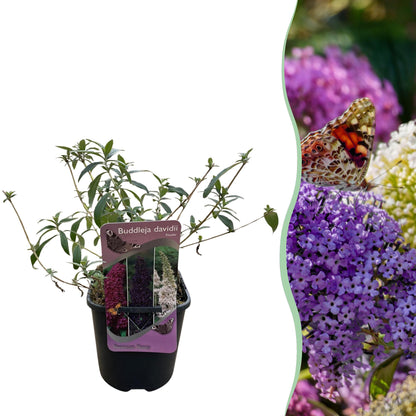 Buitenplant - Buddleja davidii Tricolour - Bloeiend - Pot Ø 17cm Hoogte ↕ 30cm