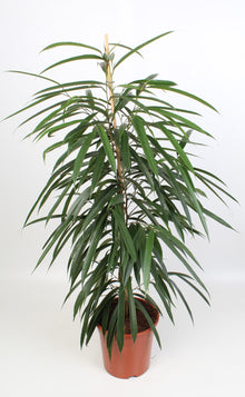 Grote kamerplant - Ficus Binnendijkii Alii - Pot Ø 21cm Hoogte ↕ 100cm