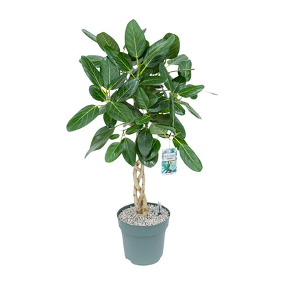 XL kamerplant - Ficus Altissima - Pot Ø 27cm Hoogte ↕ 110cm