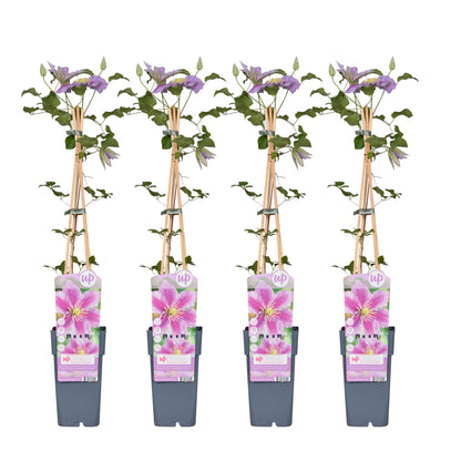 Buitenplant 4x Clematis Piilu - Bloeiend - Pot Ø 15cm Hoogte ↕ 65cm
