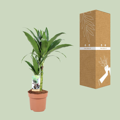 Kamerplant - Dracaena Janet Craig - Pot Ø 17cm Hoogte ↕ 60cm