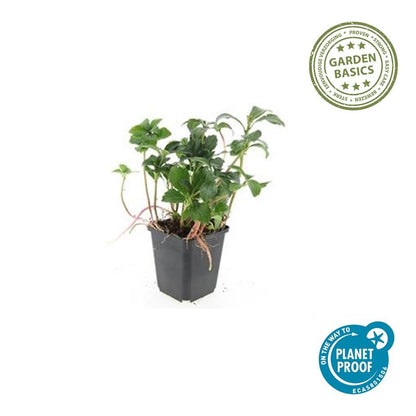 Buitenplant 24x Pachysandra terminalis 'Green Sheen' - Bodembedekker - Pot Ø 9cm Hoogte ↕ 10-25cm