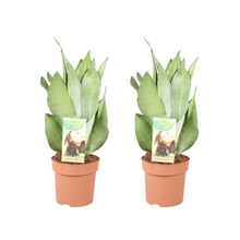 Kamerplant 2x Sansevieria Moonshine - Luchtzuiverend - Pot Ø 14cm Hoogte ↕ 40cm
