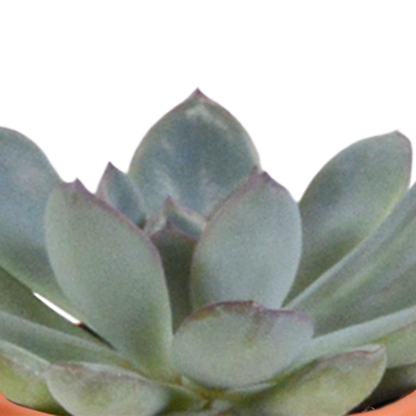 Kamerplant 15x Cactus en vetplanten mix - in terracotta pot - Pot Ø 5.5cm