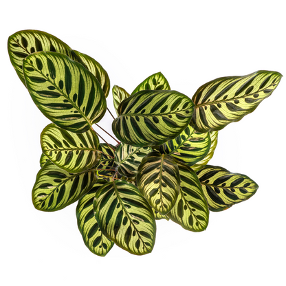 Kamerplant - Calathea Makoyana - Pot Ø 17cm Hoogte ↕ 40-50cm