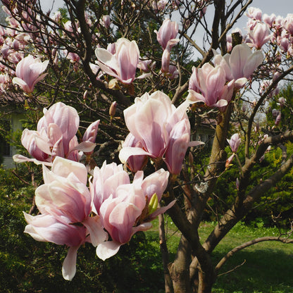 Buitenplant - Magnolia Soulangiana - Bloeiend - Pot Ø 17cm Hoogte ↕ 45cm