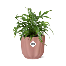 Kamerplant - Microsorum Diversifolium - Pot Ø 14cm