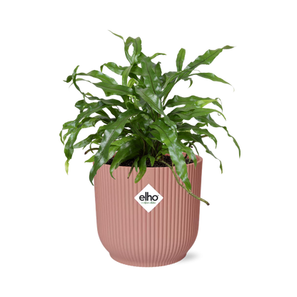 Kamerplant - Microsorum Diversifolium - Pot Ø 14cm