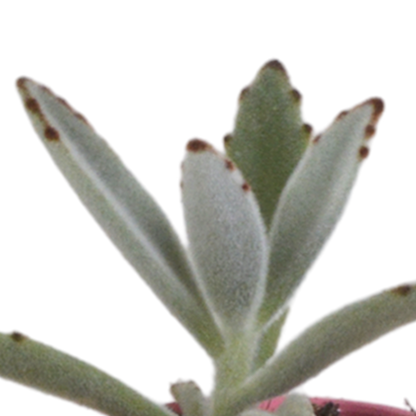 Kamerplant 5x Vetplanten mix - in Mexicaanse pot - Pot Ø 5.5cm