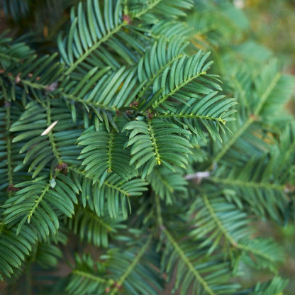 Buitenplant - Taxus Haagpakket 10 strekkende meter - Pot 12L Hoogte ↕ 100-125cm