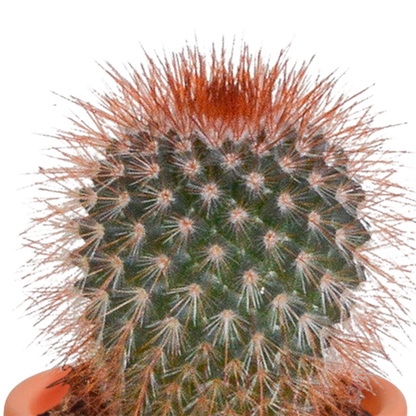 Kamerplant 15x Cactus en vetplanten mix - in Mexicaanse pot - Pot Ø 5,5cm