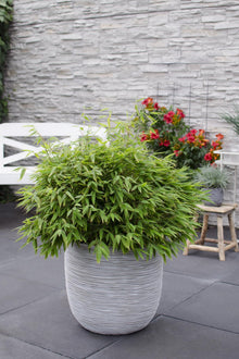 Buitenplant - Fargesia 'Moontears'® - Niet-woekerende bamboe - Pot Ø 29cm Hoogte ↕ 70cm