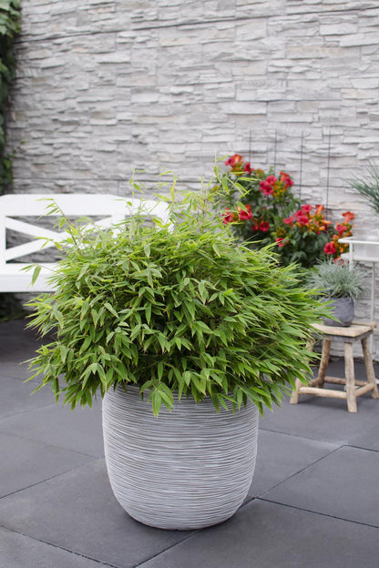 Buitenplant - Fargesia 'Moontears'® - Niet-woekerende bamboe - Pot Ø 29cm Hoogte ↕ 70cm