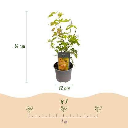 Buitenplant 3x Acer palmatum Orange Dream - Pot Ø 12cm Hoogte ↕ 35cm
