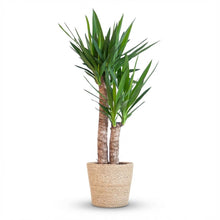 Kamerplant - Yucca Elephantipes - Inclusief zeegras mand - Pot Ø 21cm Hoogte ↕ 90cm