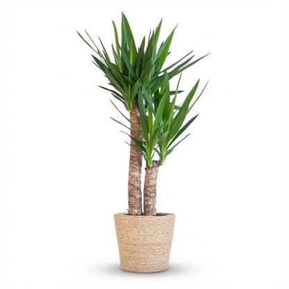 Kamerplant - Yucca Elephantipes - Inclusief zeegras mand - Pot Ø 21cm Hoogte ↕ 90cm