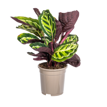 Kamerplant - Calathea Roseopicta - Pot Ø 17cm Hoogte ↕ 40-50cm