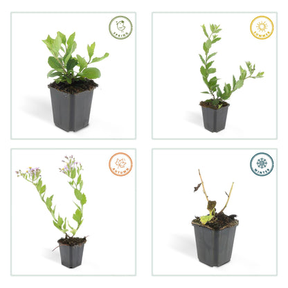 Buitenplant 12x Aster ageratoides 'Asran' - Bloeiend - Pot Ø 9cm Hoogte ↕ 10-25cm