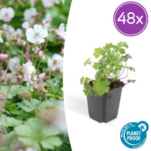 Buitenplant 48x Geranium cantabrigiense 'Biokovo' - Bloeiend - Pot Ø 9cm Hoogte ↕ 10-25cm