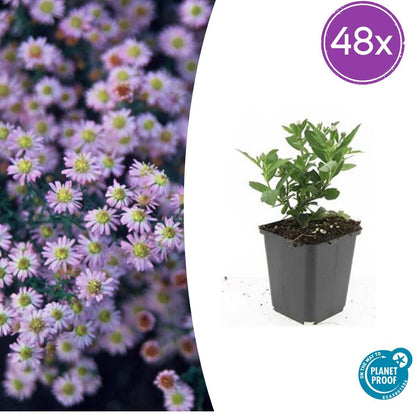 Buitenplant 48x Aster ageratoides 'Stardust' - Bloeiend - Pot Ø 9cm Hoogte ↕ 10-25cm