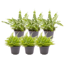 Kamerplant 6x Nephrolepis Mix