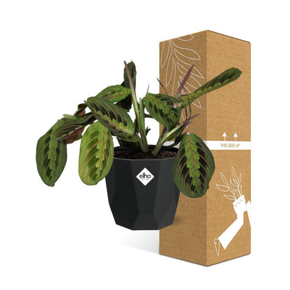 Kamerplant - Maranta Leuconeura 'Fascinator' Tricolor - Pot Ø 14cm