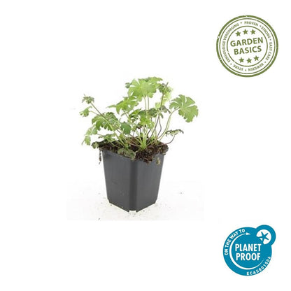 Buitenplant 48x Geranium cant. 'Cambridge' - Bloeiend - Pot Ø 9cm Hoogte ↕ 10-25cm
