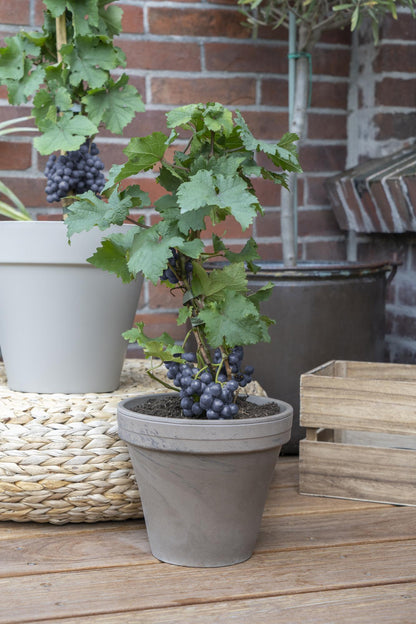 Buitenplant 3x Vitis Pixie 'Pinot Noir' - Pot Ø 14cm Hoogte ↕ 30cm