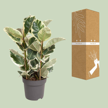 Kamerplant - Ficus Elastica Tineke - Pot Ø 27cm Hoogte ↕ 100cm