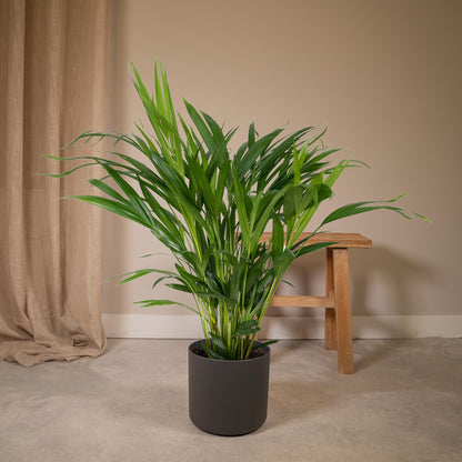 Kamerplant - Dypsis Lutescens (Areca Palm) - Hoogte ↕ 12-230cm