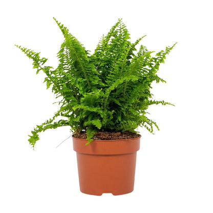 Kamerplant - Nephrolepis Vitale - Pot Ø 12cm Hoogte ↕ 23cm