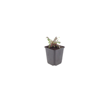 Buitenplant 12x Gaura lindheimeri 'Siskiyou Pink' - Bloeiend - Pot Ø 9cm Hoogte ↕ 10-25cm