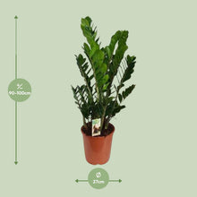 Kamerplant - Zamioculcas Zamiifolia - Luchtzuiverend - Pot Ø 27cm Hoogte ↕ 100cm