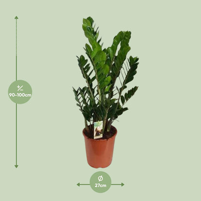 Kamerplant - Zamioculcas Zamiifolia - Luchtzuiverend - Pot Ø 27cm Hoogte ↕ 100cm